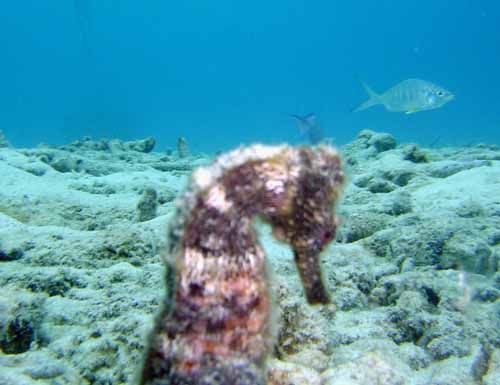 slender filefish