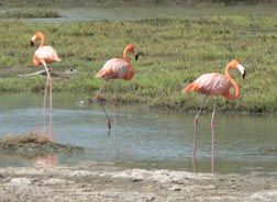 flamingos 3