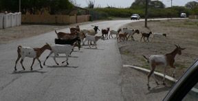 goats in road