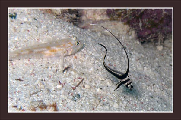 Juvenile Drum and Pallid Goby