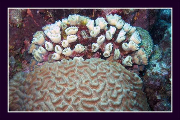 Smooth Flower Coral and Brain Coral