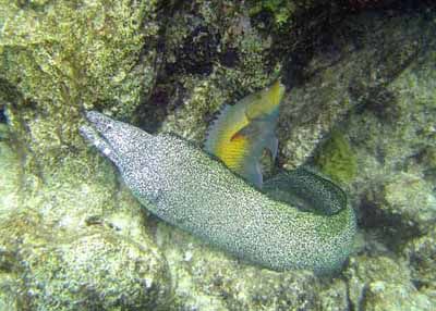 white spotted eel and spanish hog fish