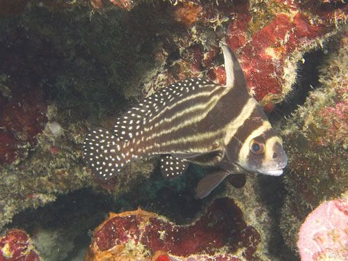 spotted drum