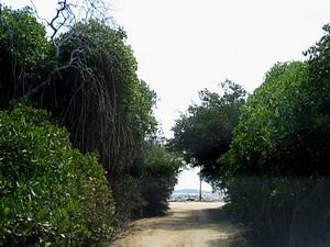 mangroveroad