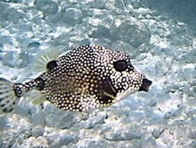 spotted trunk fish at Divi dock
