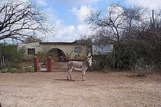 donkey roadside