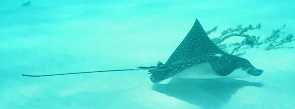 Spotted Eagle Ray cruising