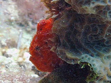 red frogfish