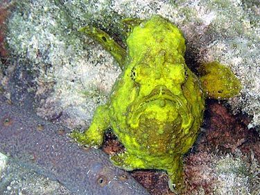 yellow frogfish