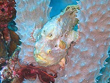 frogfish in sponge
