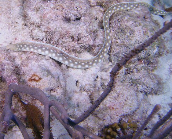 sharptail eel