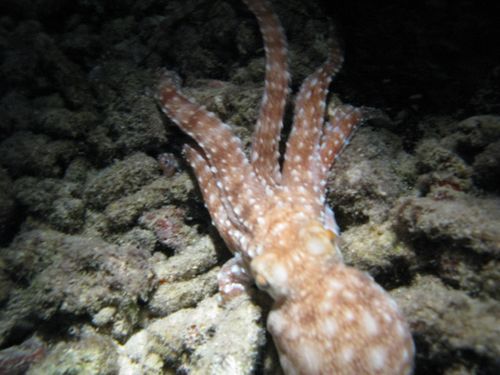 octopus eden nite 2