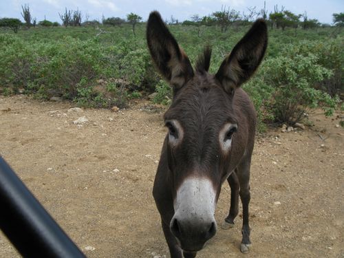 Prettiest donkey