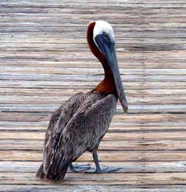 pelican on dock