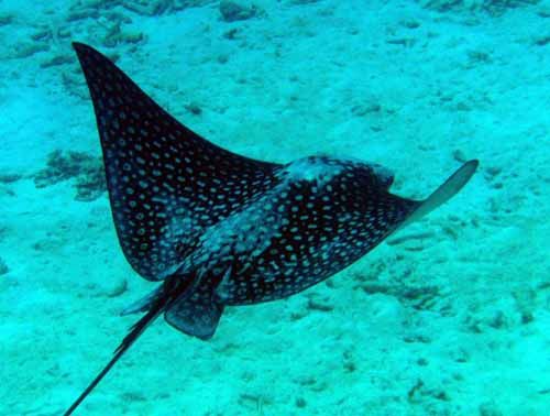 spotted eagleray4