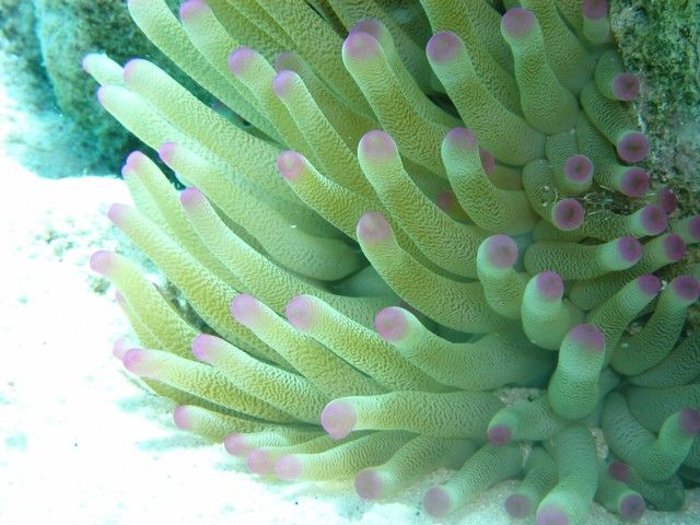 anemone with shrimp