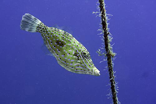 Scrawled-filefish-rope