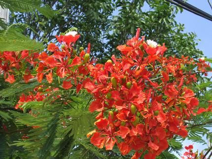 gorgeous flowering tree