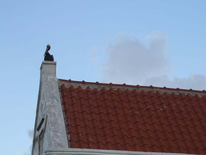 pelican on a chimney