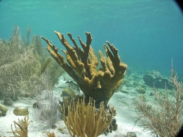 c:\Throw Away\Pictures from Bonaire\Elkhorn Coral in shallows at Karpata