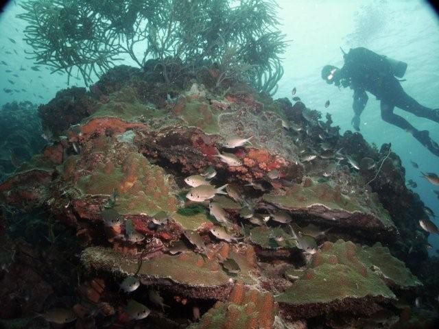Karpata Reef