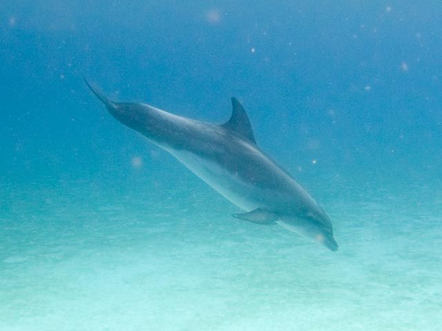 Single dolphin