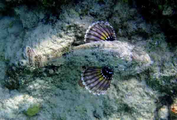 moving scorpionfish