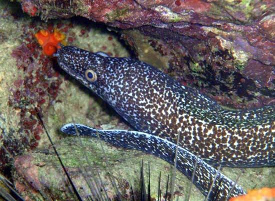 white spotted eel