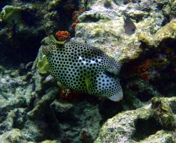 smoothe trunkfish