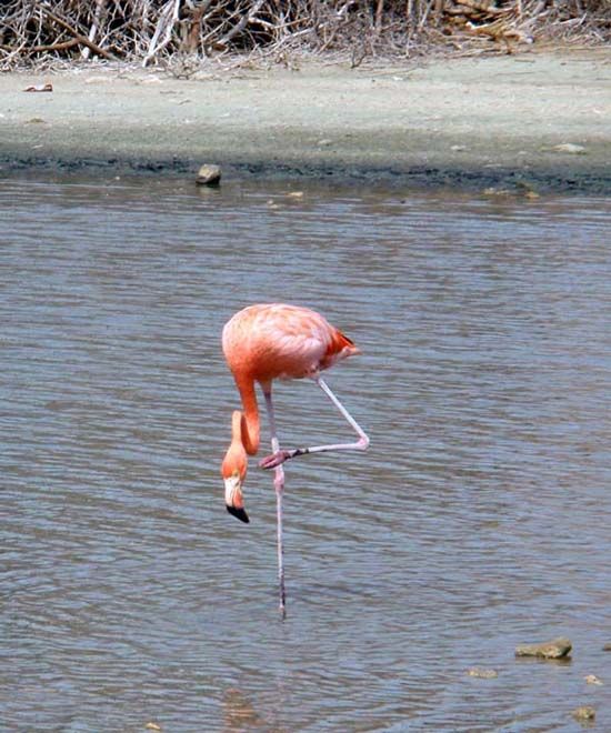 flamingo3