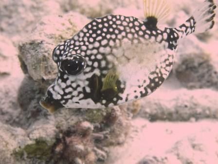 boxfish