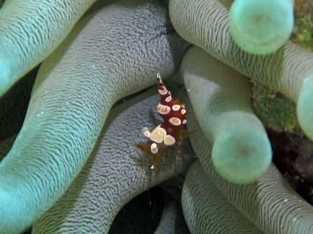 anemone crab