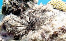 Lion Fish 