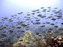 Brown Chromis 