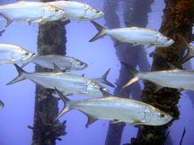 Tarpon at Salt Pier 