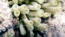 Blue Banded Cleaner Shrimp 