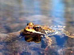 Bob's close-up of frog at Waldo Lake, August 2003