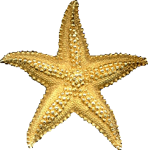 yellowstarfish