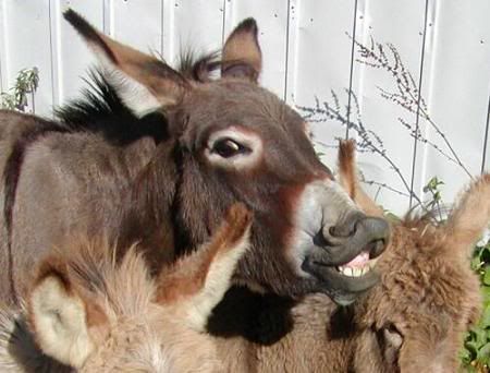 Donkey Laugh