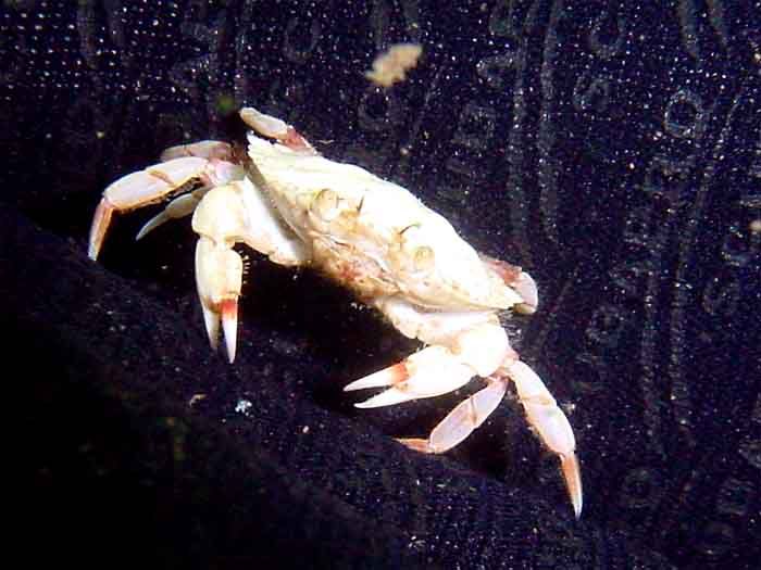 Albino Crab