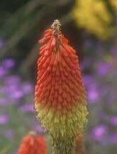 Well Mare, I guess looking at a Red Hot Poker (Kniphofia) is sort of relaxing. I hope it helps.
