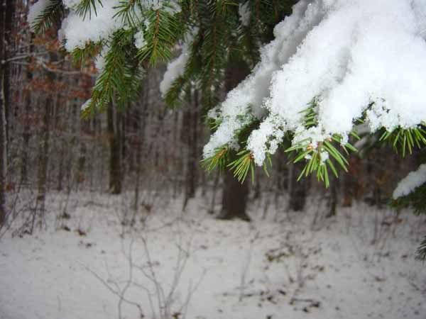 Snow Pine