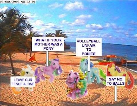 Cynde's Ponies Protesting