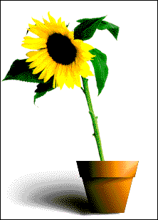 A Virtual Sunflower