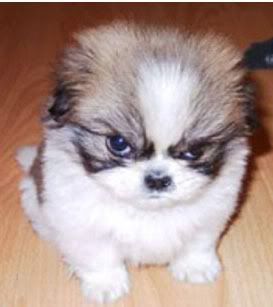grumpy puppy
