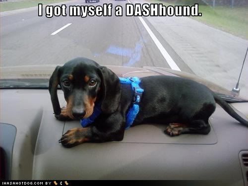 Dash-hound