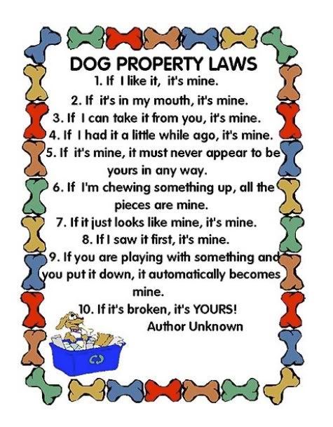 dogs rule!