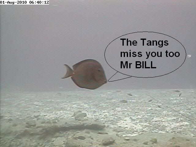 The Tangs are missing Bill