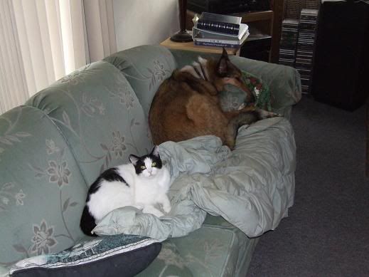 squirrel and Jingles lounging on the couch which is no longer human territory