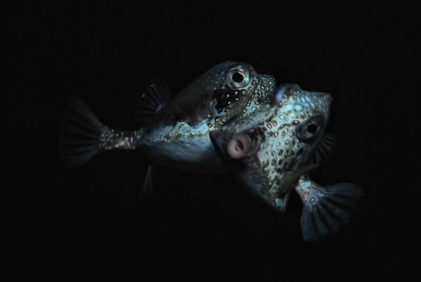 mating trunkfish